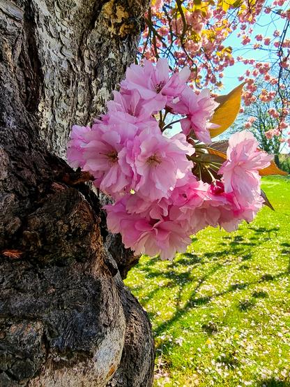 A close-up photo of vibrant Japanese cherry blossoms in full bloom under a clear blue sky. Sunlight filters through the petals, casting gentle shadows and highlighting their delicate pink color.
