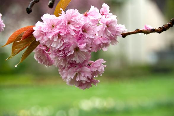 A photo of a Japanese Cherry blossoms drooping slightly under raindrops, with gray clouds in the background. The petals appear darker and glossier, giving the scene a moody, introspective feel.