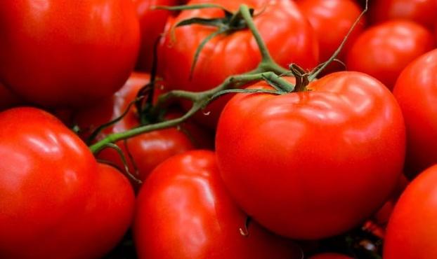 Morocco achieves record-breaking tomato exports to Norway • EastFruit