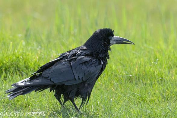A Rook stands on green grass, facing right, with ruffled feathers visible.