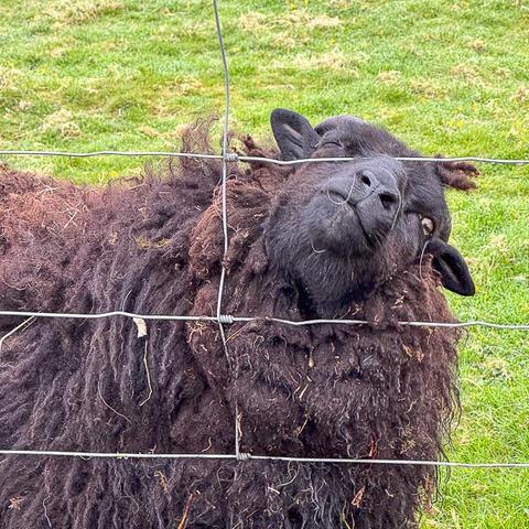 Shetland sheep