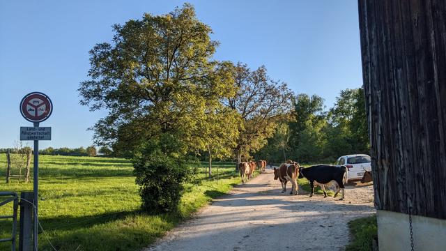 Photo of cows dilly-dallying down a road. There is a large wooden building on the right, and a tree left of the centre. A sign say no cars or motorcycles. The sky is blue.