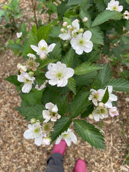 blackberry blossoms in full bloom