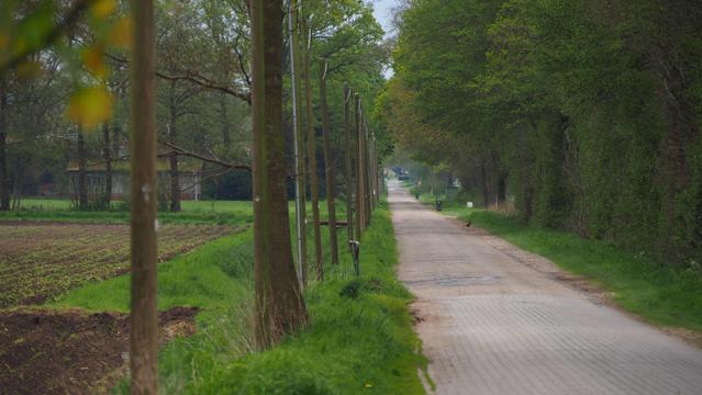 Gepflasterte schmale Straße. Am linken Rand stehen Telefonmasten
