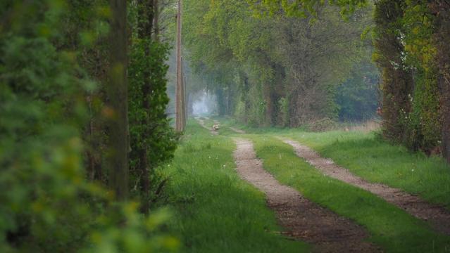 Feldweg. Am linken Rand stehen Telefonmasten. Rechts und links stehen  Bäume und Büsche