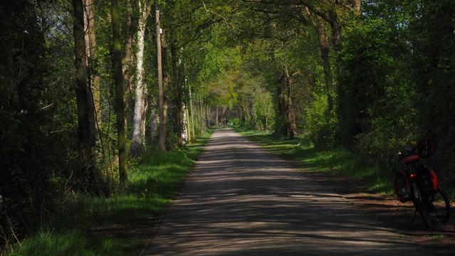 Gepflasterte schmale Straße im schatten. Am linken Rand stehen Telefonmasten