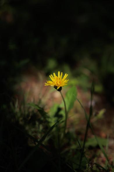 A vibrant yellow flower blooms prominently against a dark green background, surrounded by lush grass and leaves.