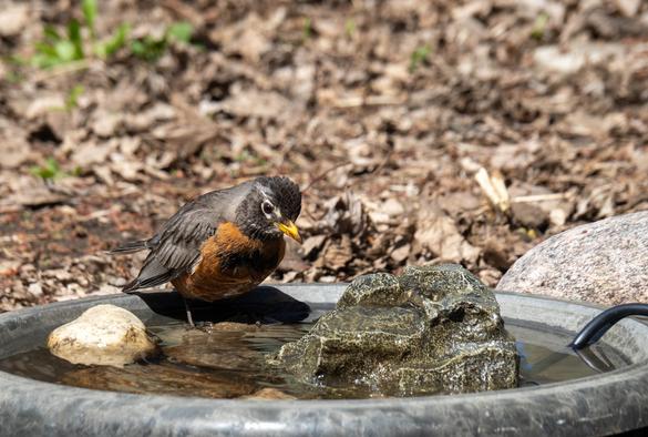 An American robin, bent forward towards a big bird bath full of rocks. Their feet are in the water. The plumage is pretty wet, and you can see a big black patch on their copper chest