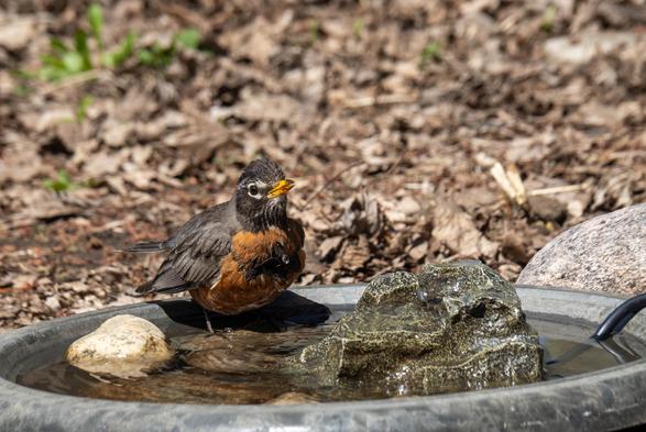 The same bird, looking up, with a few drops of water in front of them. They look really happy!