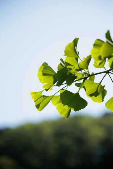Close-up of bright green ginkgo leaves against a clear blue sky, with soft-focus greenery in the background.
