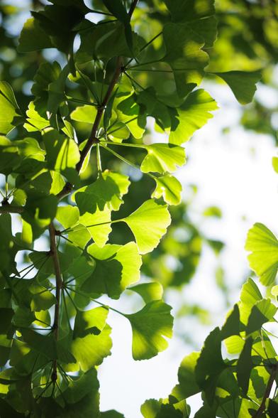 Sunlit ginkgo leaves create a vibrant green canopy against a bright background, highlighting their unique fan shape and delicate details.