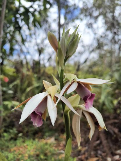 A pink and white orchid flower