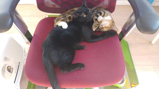 A dark kitten and a tabby kitten lay on a red office chair, entangled for naptime.