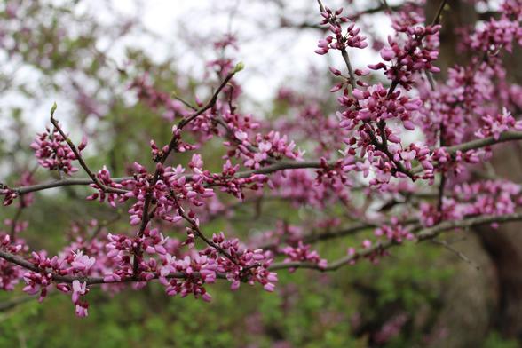 Tiny buds and blossoms along dark bark branches with blurred background of neighboring trees and gray sky.