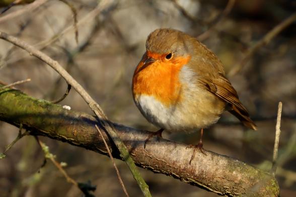 a small round ball of feathers perches on the branches of a bare tree in the cold winter sunlight, its bright orange chest glowing in the sun