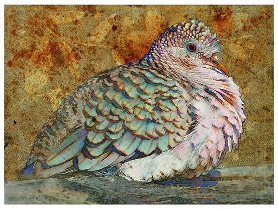 Close up image of a white dove against a highly textured gold background. The dove has detailed colored pencil lines of varying color, ranging from light green to orange added to its feathers. Its eye and beak are vivid red and orange. NOTE: This description is created especially for my lovely blind friend, Georgiana. :-)