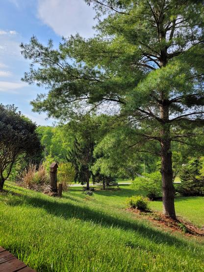 This is the view from my favorite coffee spot. Lush green grass, green leaves and trees frame the photo. A lone bird house sits on a dead tree trunk.