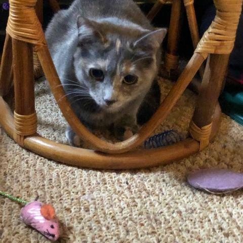 A small dilute tortoiseshell cat with her gold-eyed face on cat alert, is hiding under a wicker stool with a blue spring a purple fish and a pink mouse scattered around her in the form of cat toys.