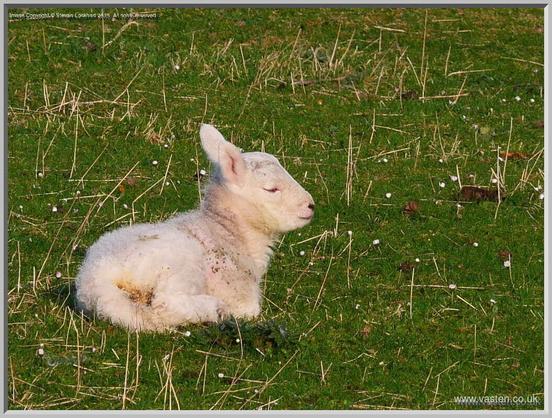 A small lamb, lying on the grass, but with its head up. It's eyes are half closed,