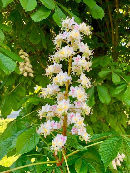 Gros plan sur une fleur de marronnier