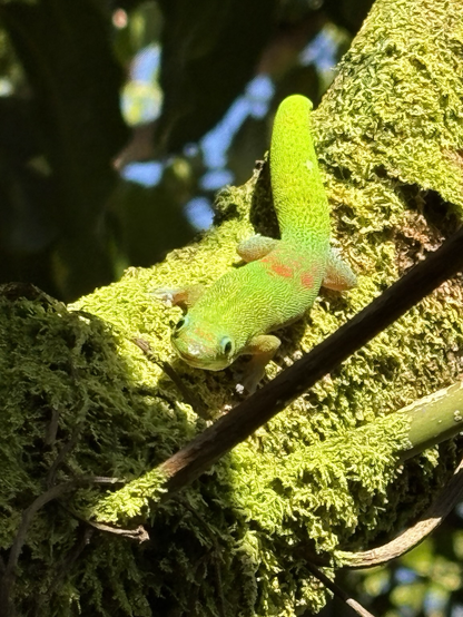 A brilliant green gecko with red spots, looking straight at me as he lays on a moss covered tree branch.