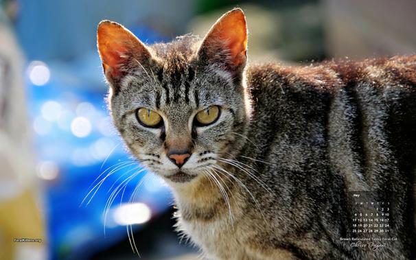 Looking at you, a brown tabby feral cat with green gold eyes and long whiskers stares intently. The 2025 May feral Cat of the month calendar wallpaper. Well, the mobile versions don't have the calendar but you get it, in principle. You really should have this...