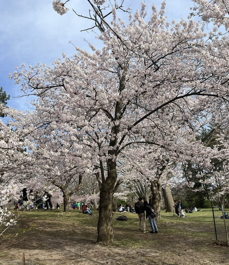 A blooming cherry blossom tree