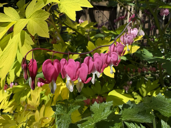 Line of bleeding hearts with light and dark green leaves screening the birdbath for privacy. 😬