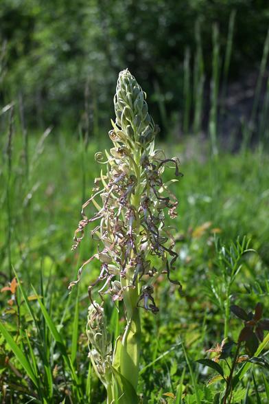 Eine Orchidee in einer Wiese in der Sonne. Sie hat viele Blüten an einem einzigen Stängel, die auf den ersten Blick etwas chaotisch wirken. Jede Blüte hat drei Blütenblätter, die helmförmig zusammengelegt sind. Darunter kommt eine Art Zunge aus der Blüte, die in drei lange Teile gespalten ist. Die Zunge ist oben weiß mit einer lila Zeichnung und die drei Ausläufer sind lila und an den Enden verdreht. Der Stiel der Orchidee ist dick und hellgrün zwischen den Blüten zu erkennen. Die oberen Knospen an der Orchidee sind noch geschlossen.
