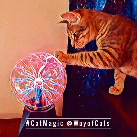 A gray tabby kitten touching a plasma ball and getting lightning while he stares intently into it, illustrating Dear Pammy, How do I keep my cats off the furniture?