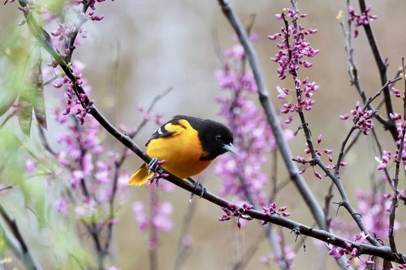 Baltimore Oriole showing off a blooming redbud tree