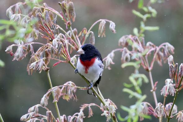 Rose-breasted Grosbeak showing off a Japanese Maple as it leafs out