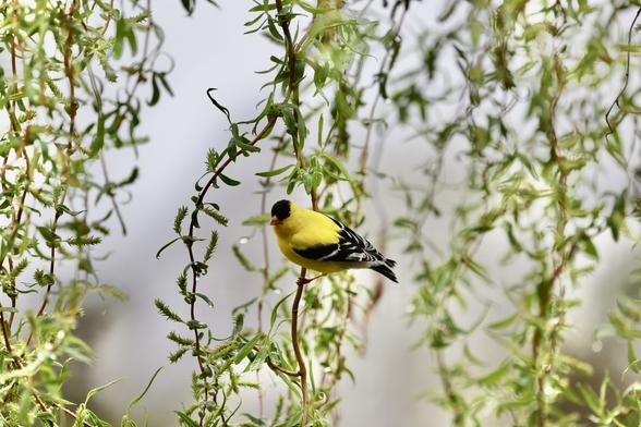 American Goldfinch showing off a semi-curly willow