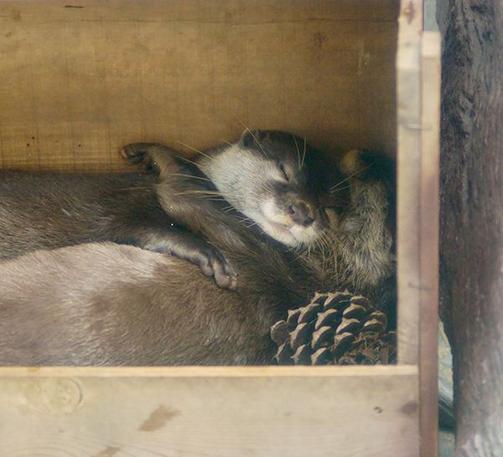 A picture of an otter.