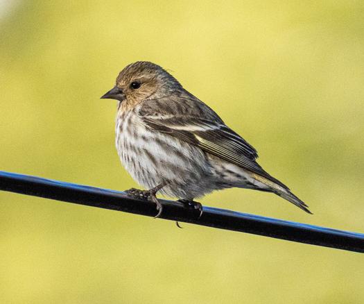 A small brown and buff with a short, sharp-pointed bill and a trace of yellow on its wing feathers. It's perching on a wire with a blurred a yellow-green background behind.