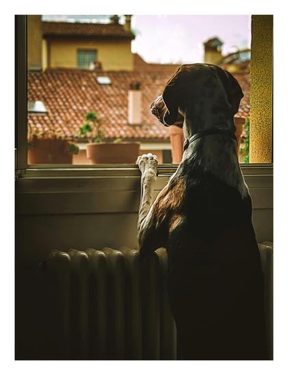 A picture of a dog looking out a window. The dog is on the right side of the picture with a close to 3/4 profile pose. Their paws are on the window sill and they are looking out into the distance. Outside the background is slightly blurred but you can make out other apartment buildings and their roofs.