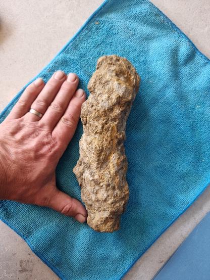 Some sort of fossil