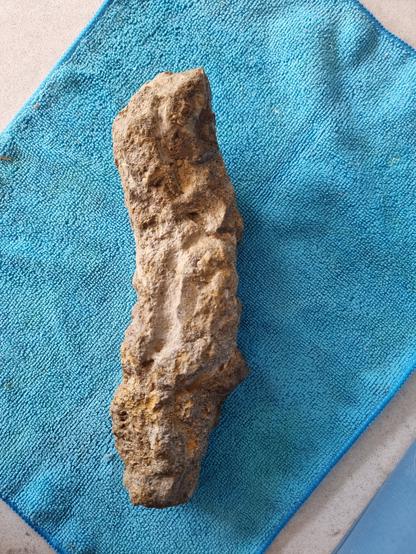 Some sort of fossil