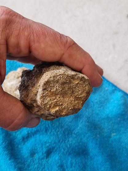 Some sort of fossil