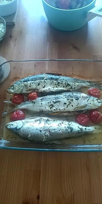 What is this species of fish?