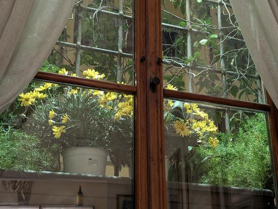A view through a wooden-framed window with white curtains slightly drawn to the sides, revealing a lush balcony garden outside. The garden features vibrant yellow daisy-like flowers in white pots and green leafy plants. A metal trellis with climbing vines is visible behind the plants, creating a cozy, enclosed garden atmosphere. The window glass reflects part of the room interior, including a wine bottle and a light fixture.