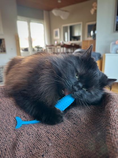 A fluffy black cat chewing on a blue fish shaped rubber toy