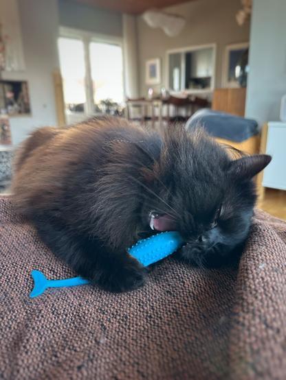 A fluffy black cat chewing on a blue fish shaped rubber toy