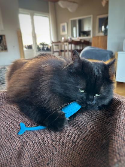 A fluffy black cat chewing on a blue fish shaped rubber toy