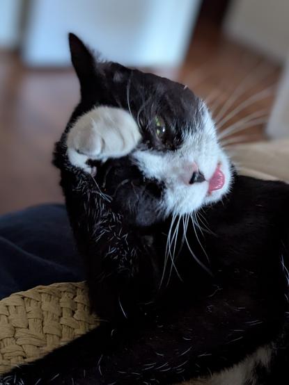 Tiny 6 lbs. Tuxedo girl kitty grooming