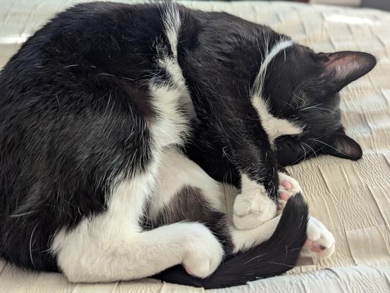 Sleeping tuxedo kitty