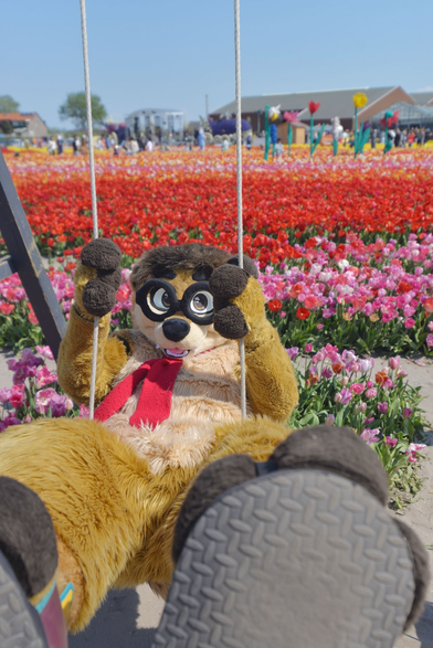 A meerkat fursuiter on a swing in front of a tulip field