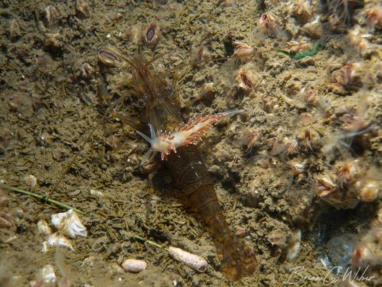 A European rock shrimp on a silty surface covered in barnacles while a Coryphella verrucosa nudibranch crawls over it