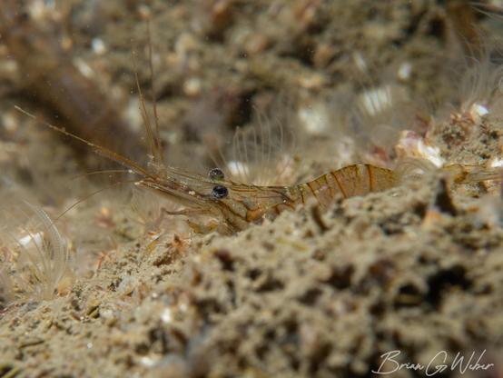 A European rock shrimp in profile view surrounded by barnacles
