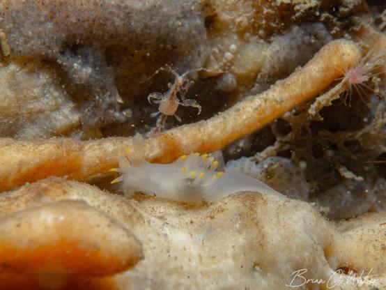 A small skeleton shrimp looming over an Ancula gibbosa nudibranch